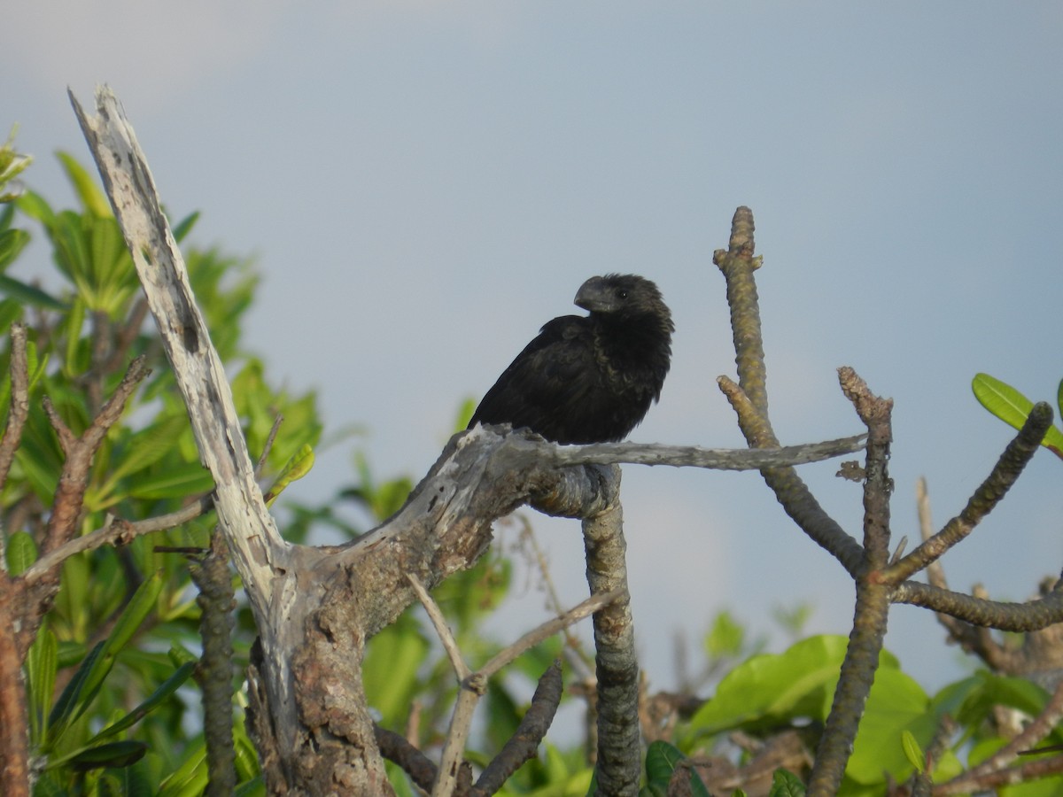 Smooth-billed Ani - ML639564829