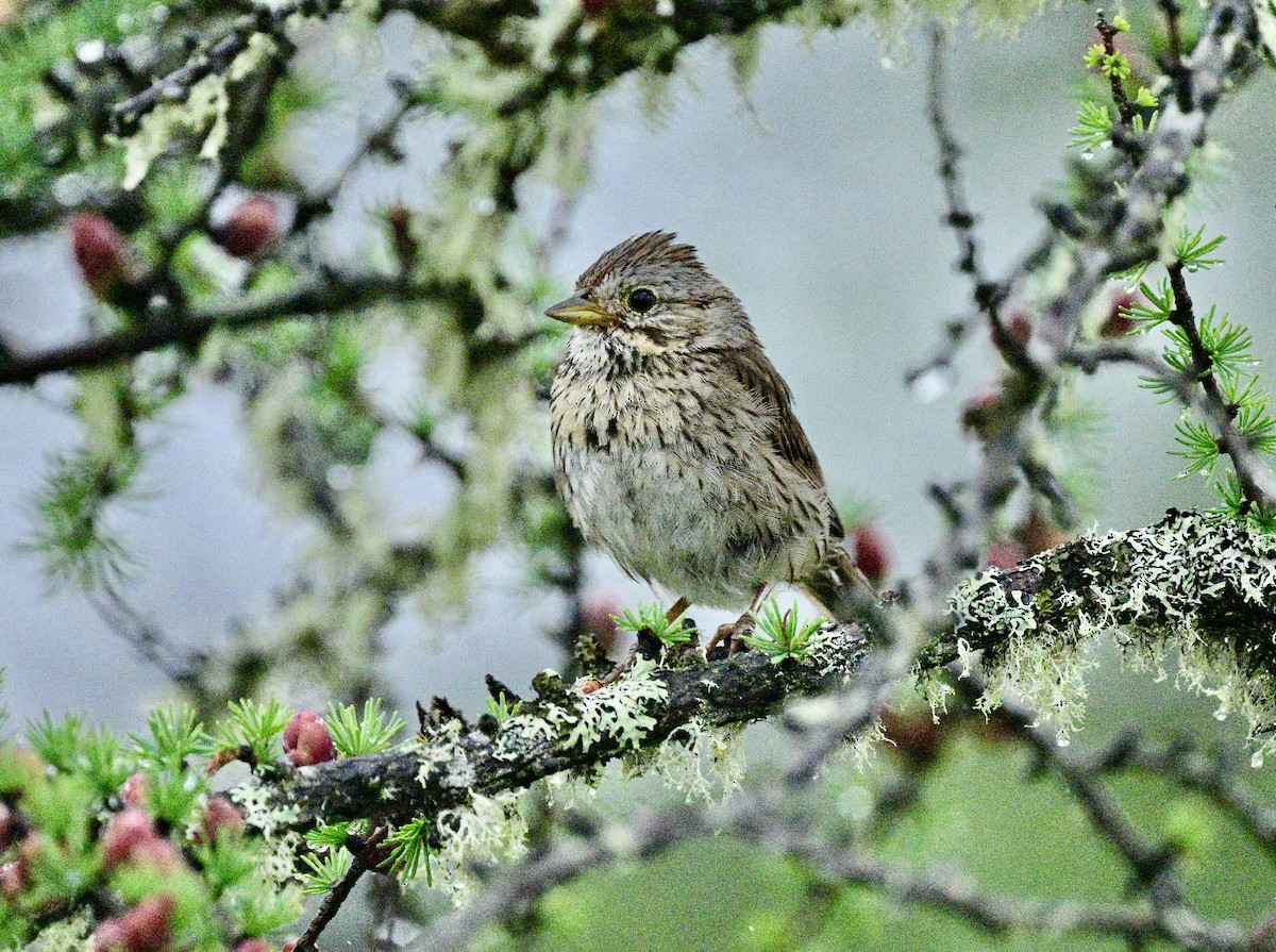Lincoln's Sparrow - ML639564903
