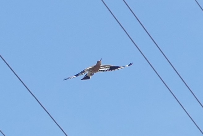 hærfugl - ML639564907