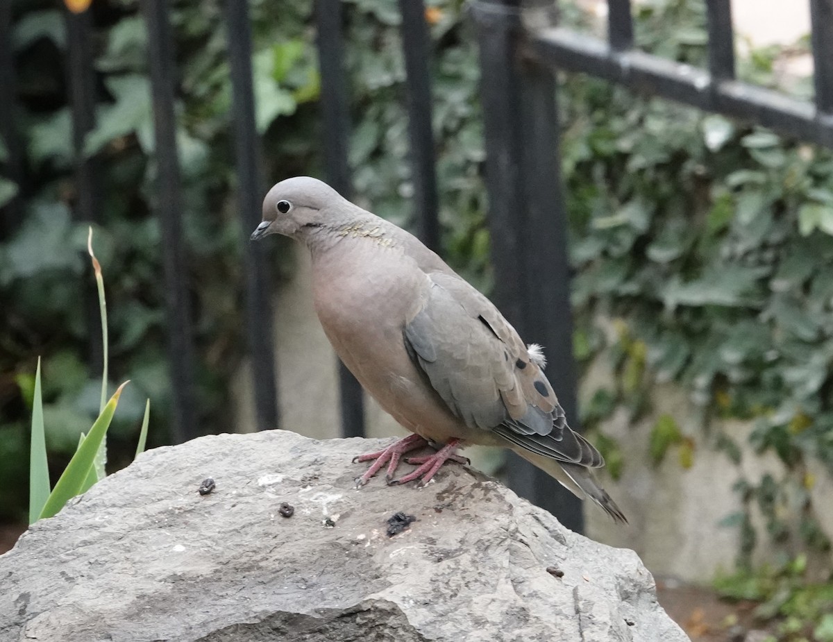 Eared Dove - ML639564984