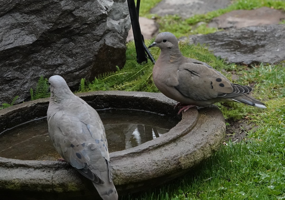 Eared Dove - ML639564985