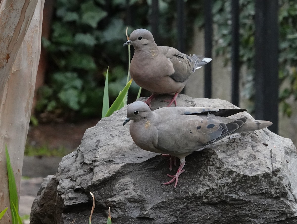 Eared Dove - ML639564986