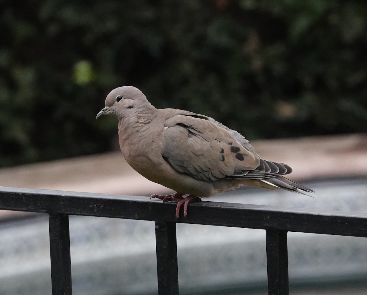 Eared Dove - ML639564987