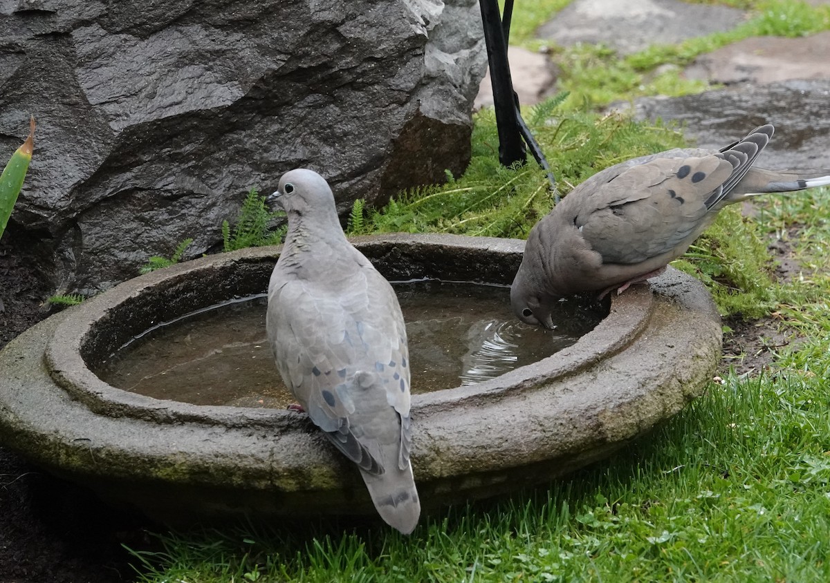 Eared Dove - ML639564988