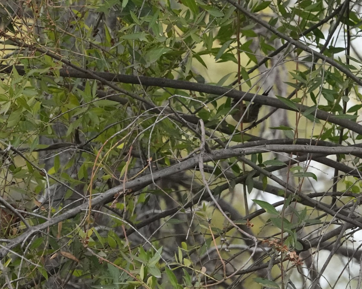 Plain-mantled Tit-Spinetail - ML639564999