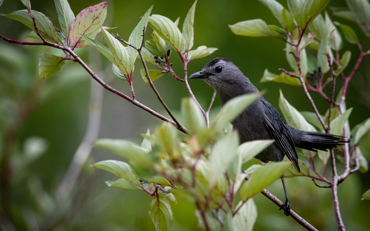 Gray Catbird - ML639565000