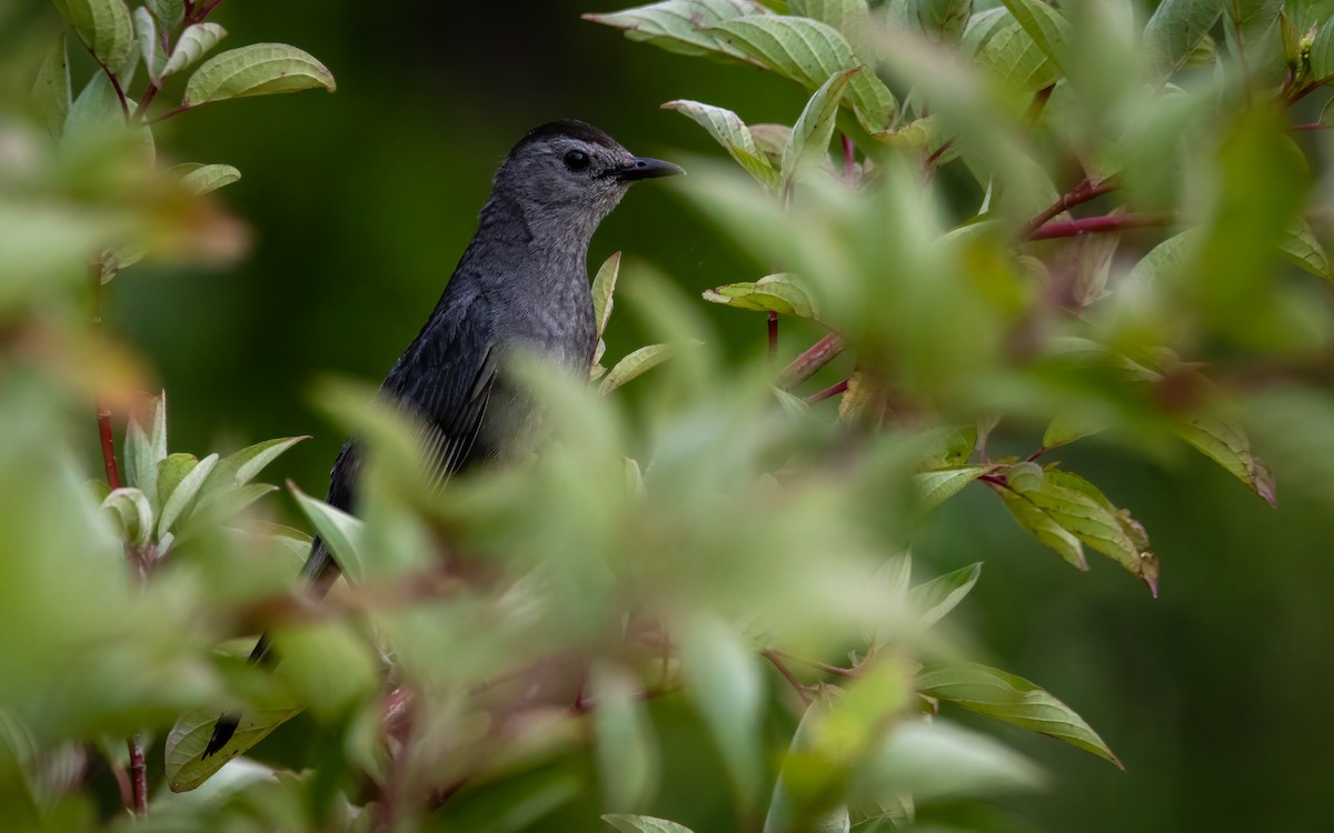 Gray Catbird - ML639565004