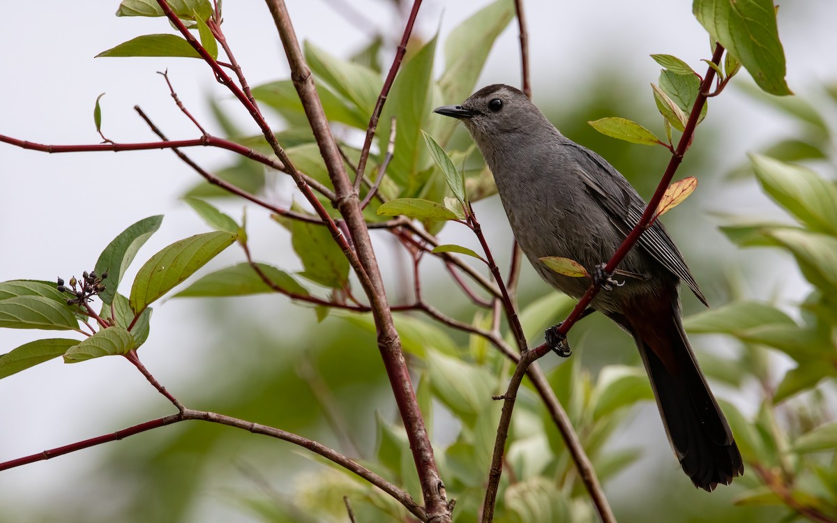 Gray Catbird - ML639565010