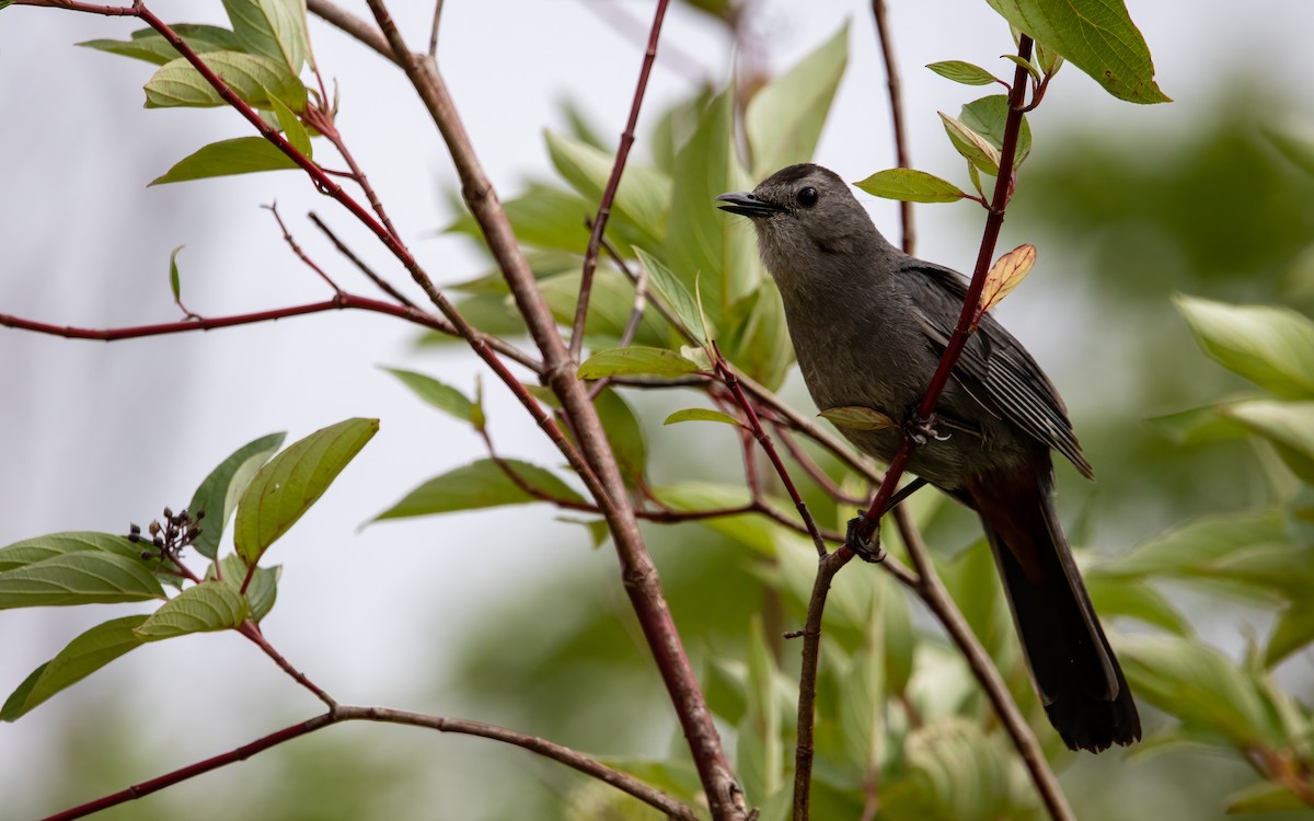Gray Catbird - ML639565016