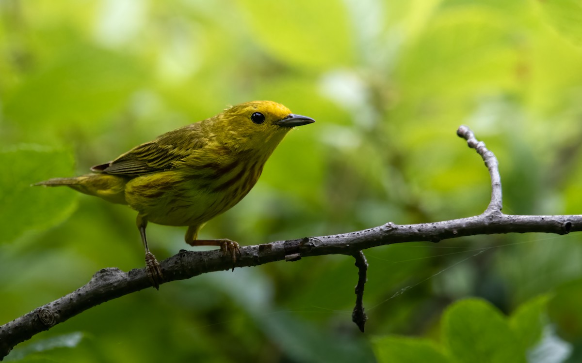 Northern Yellow Warbler - ML639565023