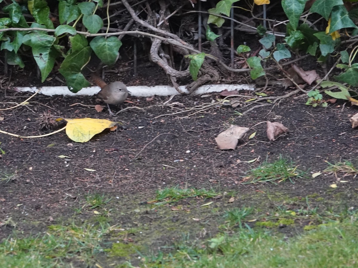 Southern House Wren - ML639565036