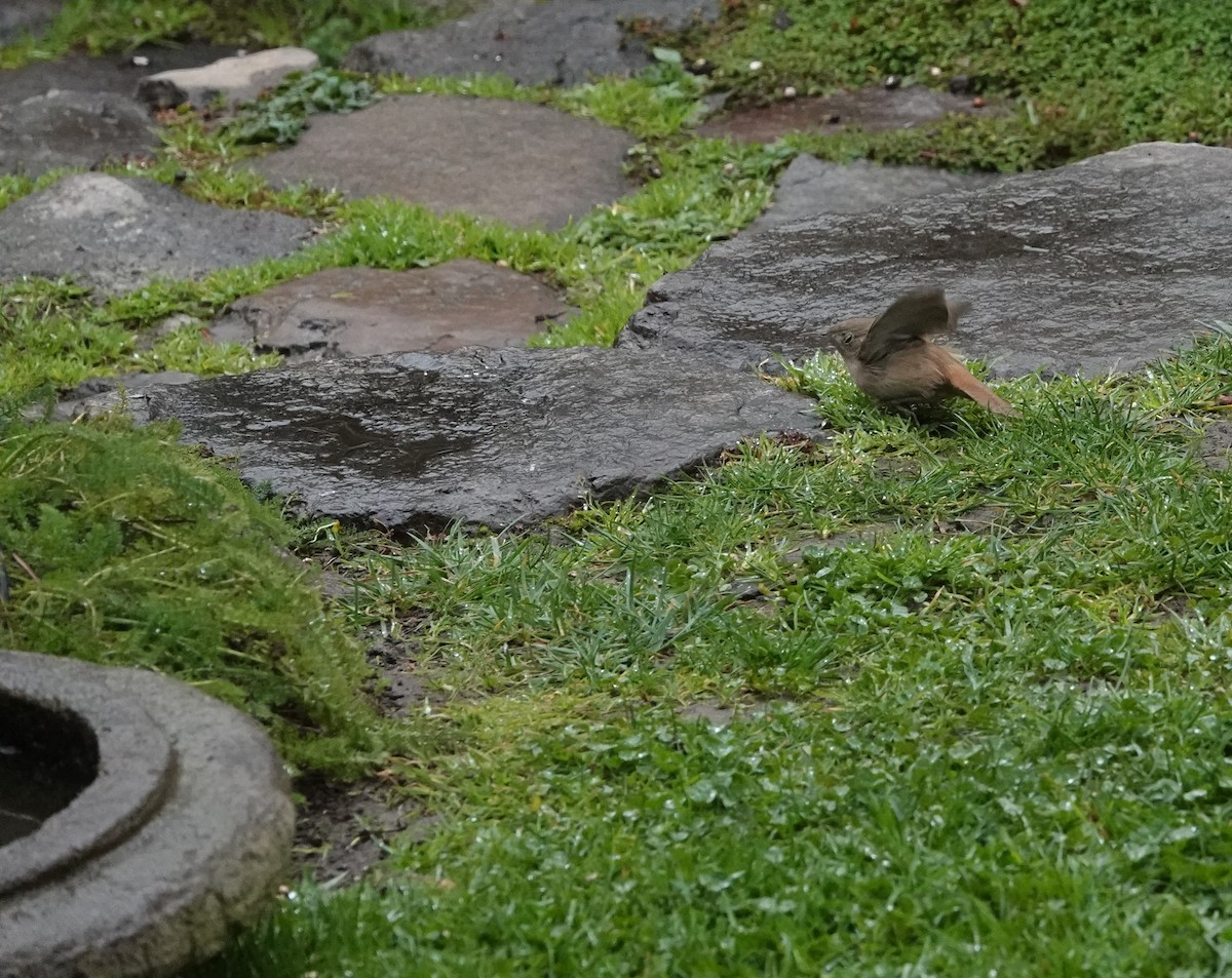 Southern House Wren - ML639565038
