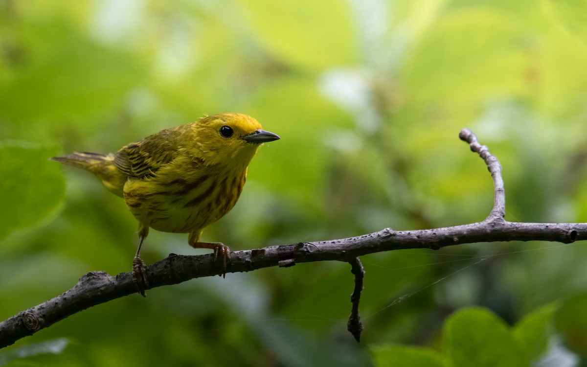 Northern Yellow Warbler - ML639565039
