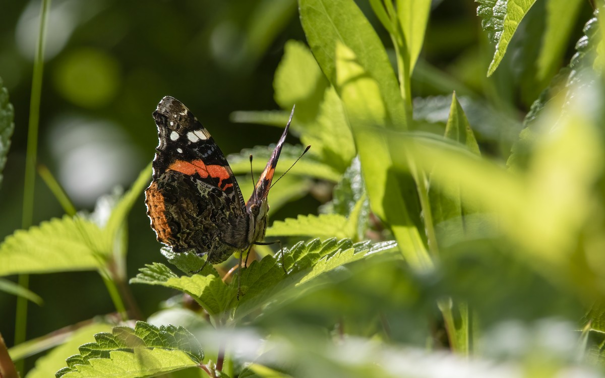 Animals - ML639565053