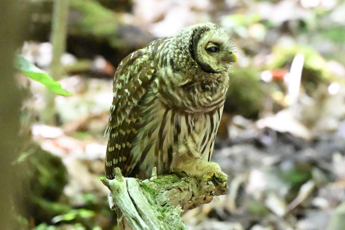 Barred Owl - ML639565054