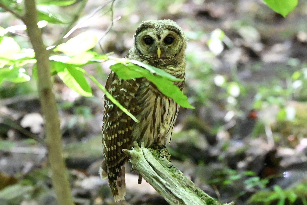 Barred Owl - ML639565057