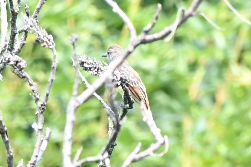 Great Crested Flycatcher - ML639565070