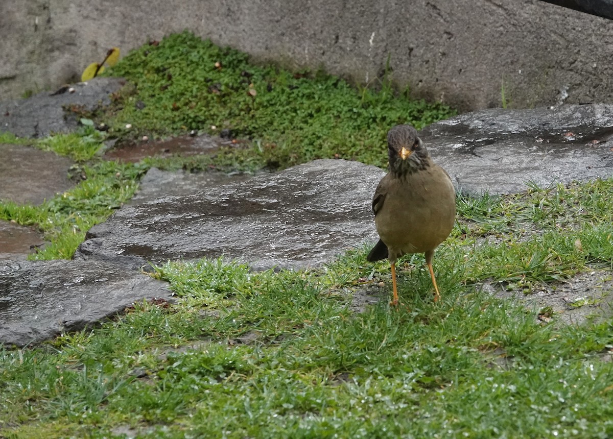 Austral Thrush - ML639565190