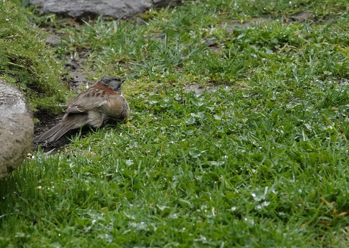 Rufous-collared Sparrow - ML639565204