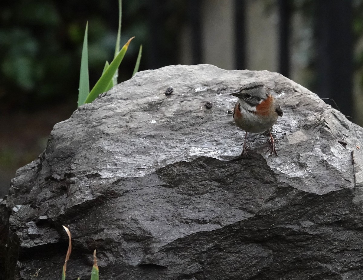 Rufous-collared Sparrow - ML639565205
