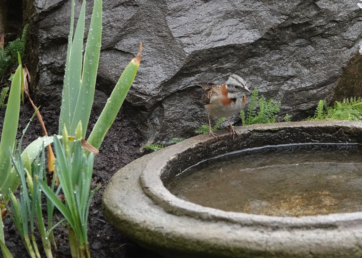 Rufous-collared Sparrow - ML639565206