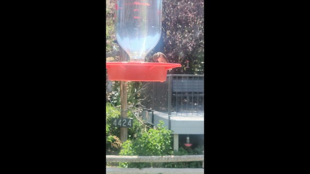 Calliope Hummingbird - ML639565359