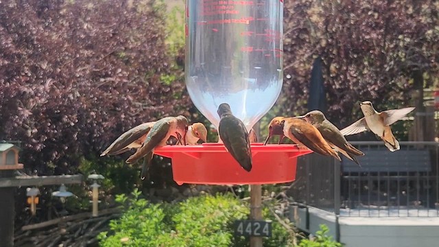 hummingbird sp. - ML639565375