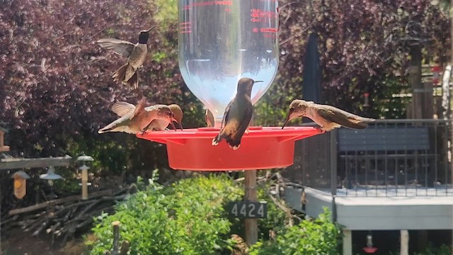 hummingbird sp. - ML639565405