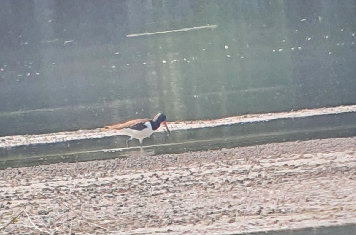 Eurasian Oystercatcher - ML639565522