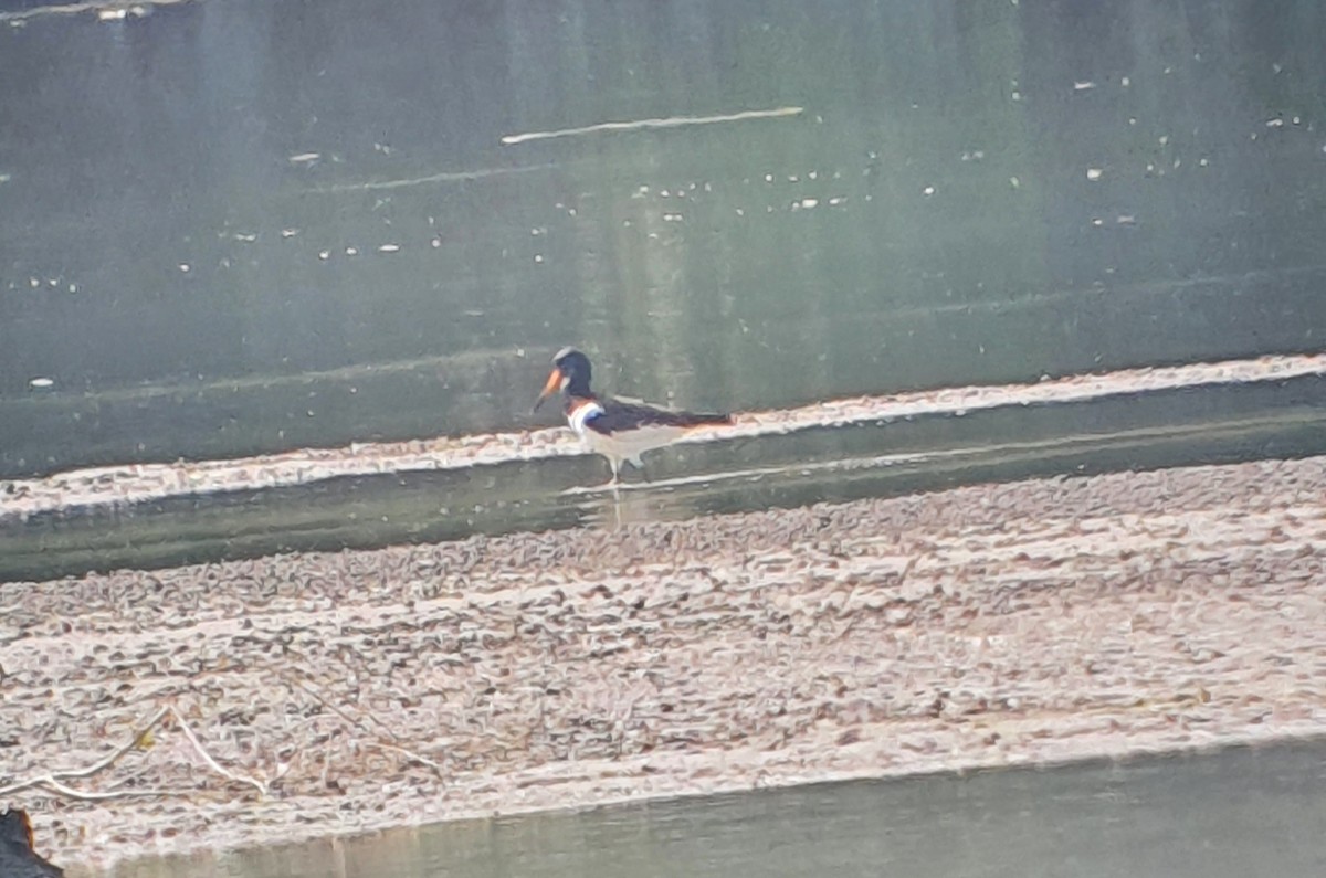 Eurasian Oystercatcher - ML639565523