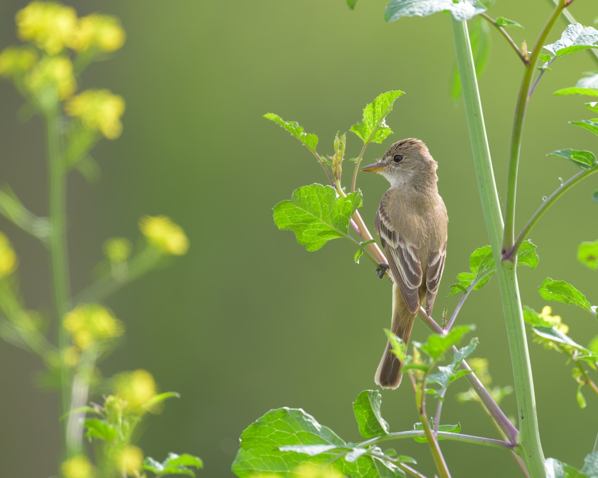 Willow Flycatcher - ML639565555