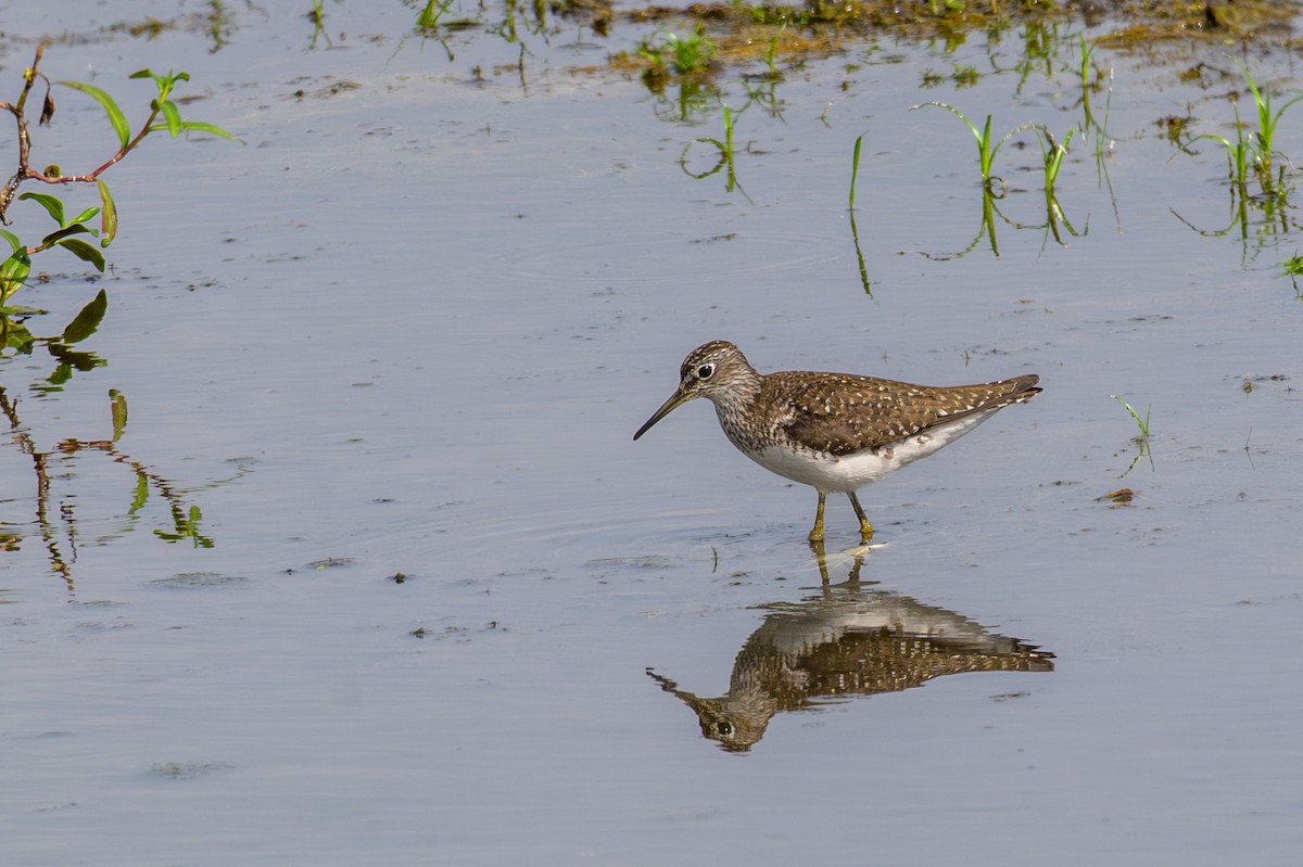 Solitary Sandpiper - ML639565589