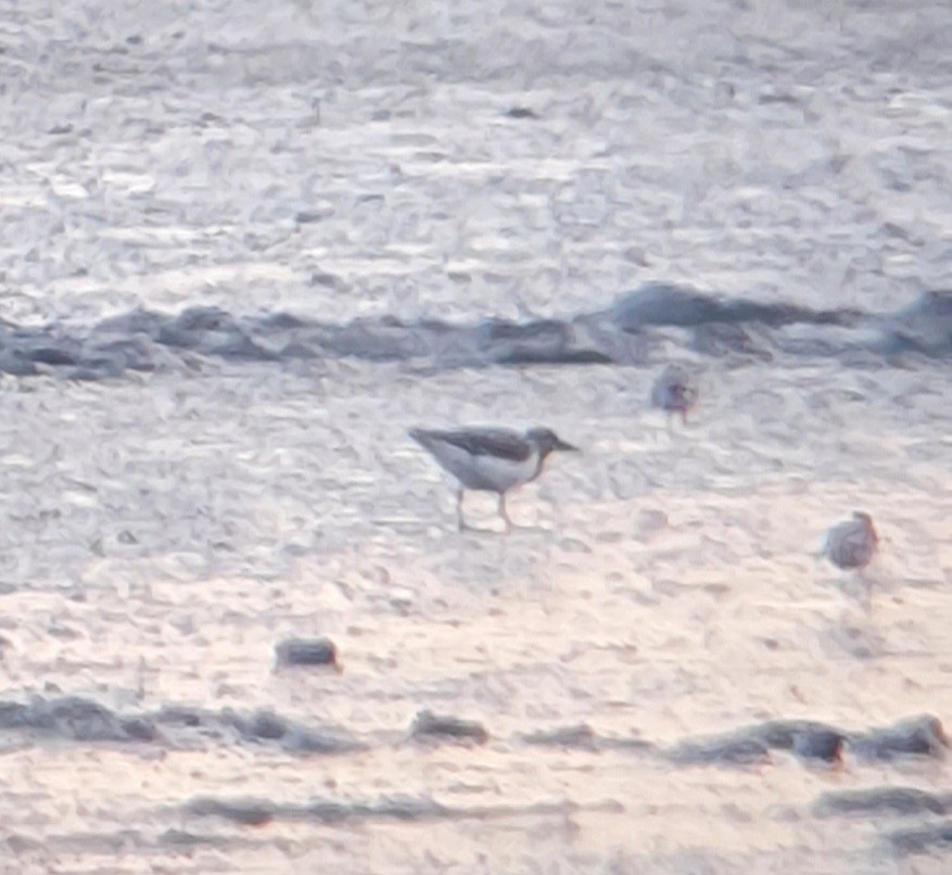 kamenáček pestrý - ML639565655