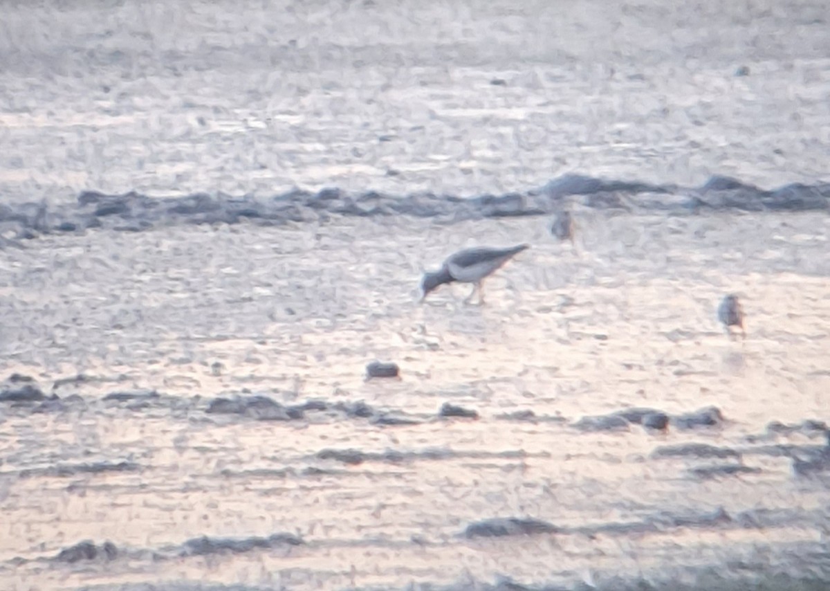 kamenáček pestrý - ML639565656