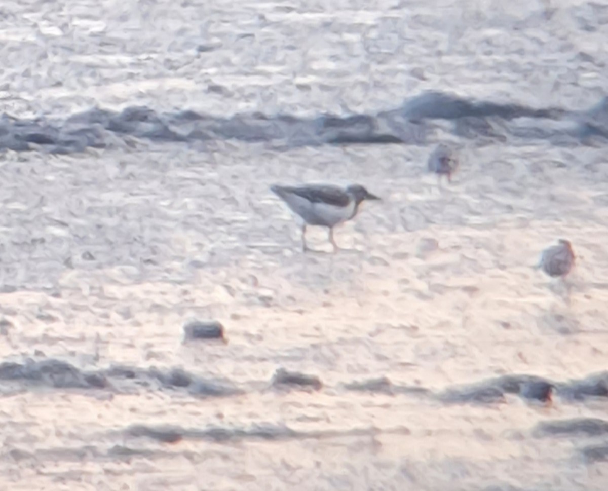 kamenáček pestrý - ML639565657