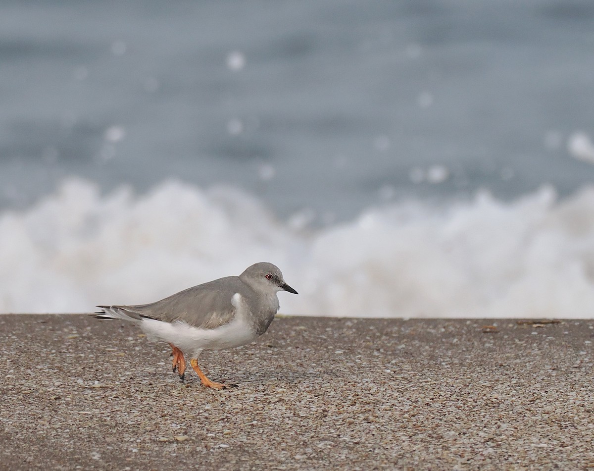 Magellanic Plover - ML639565688