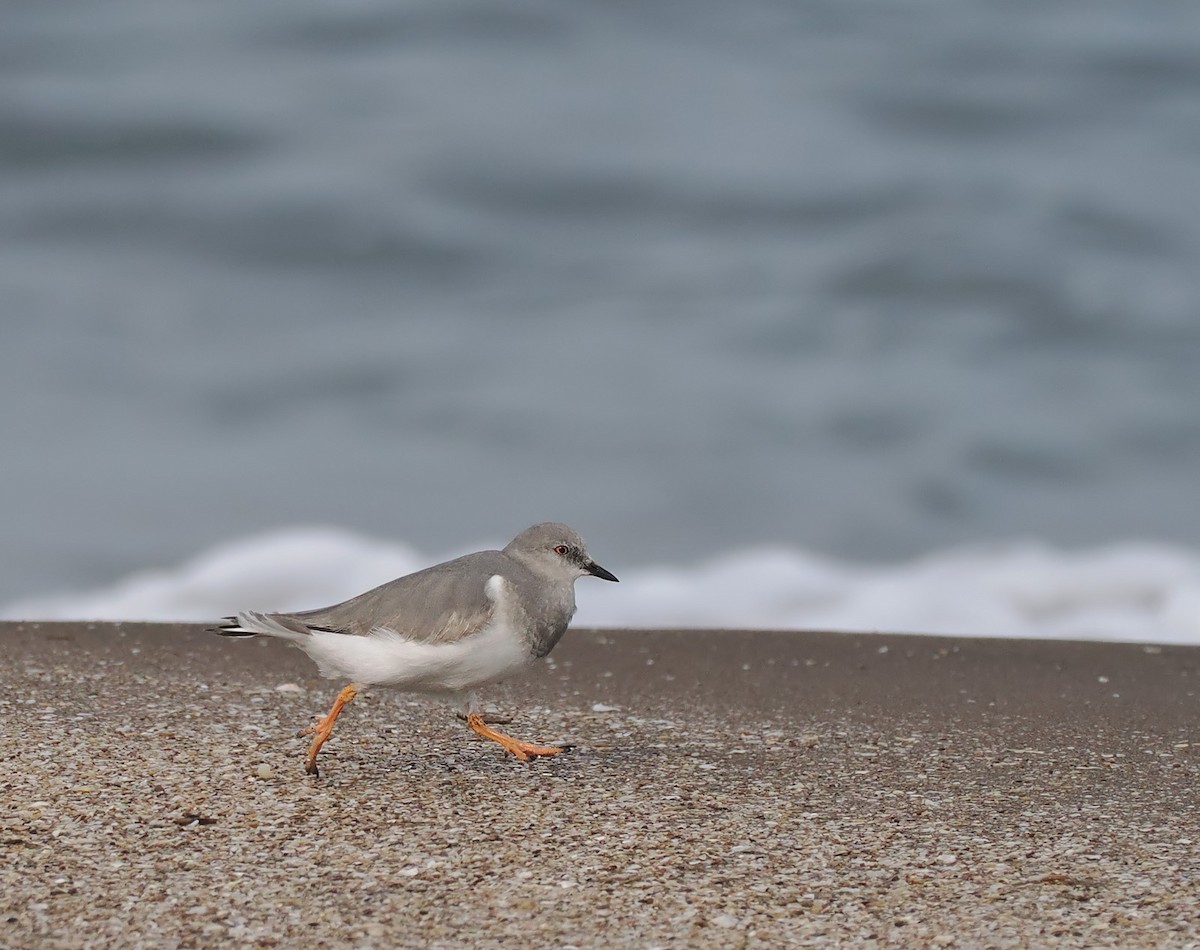 Magellanic Plover - ML639565689