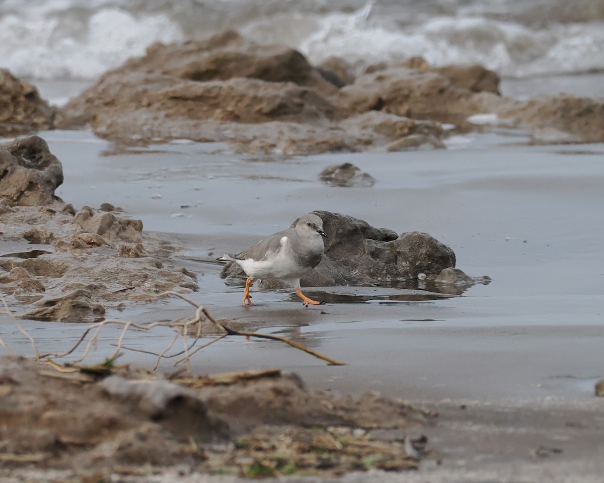 Magellanic Plover - ML639565690