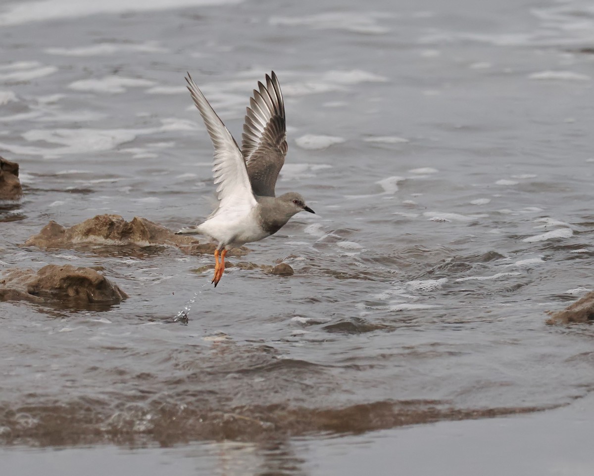 Magellanic Plover - ML639565691