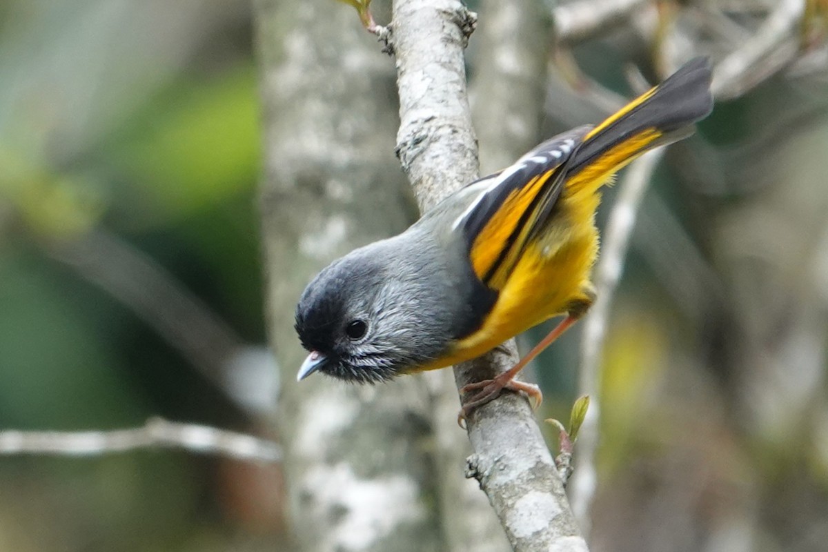 Golden-breasted Fulvetta - ML639565719