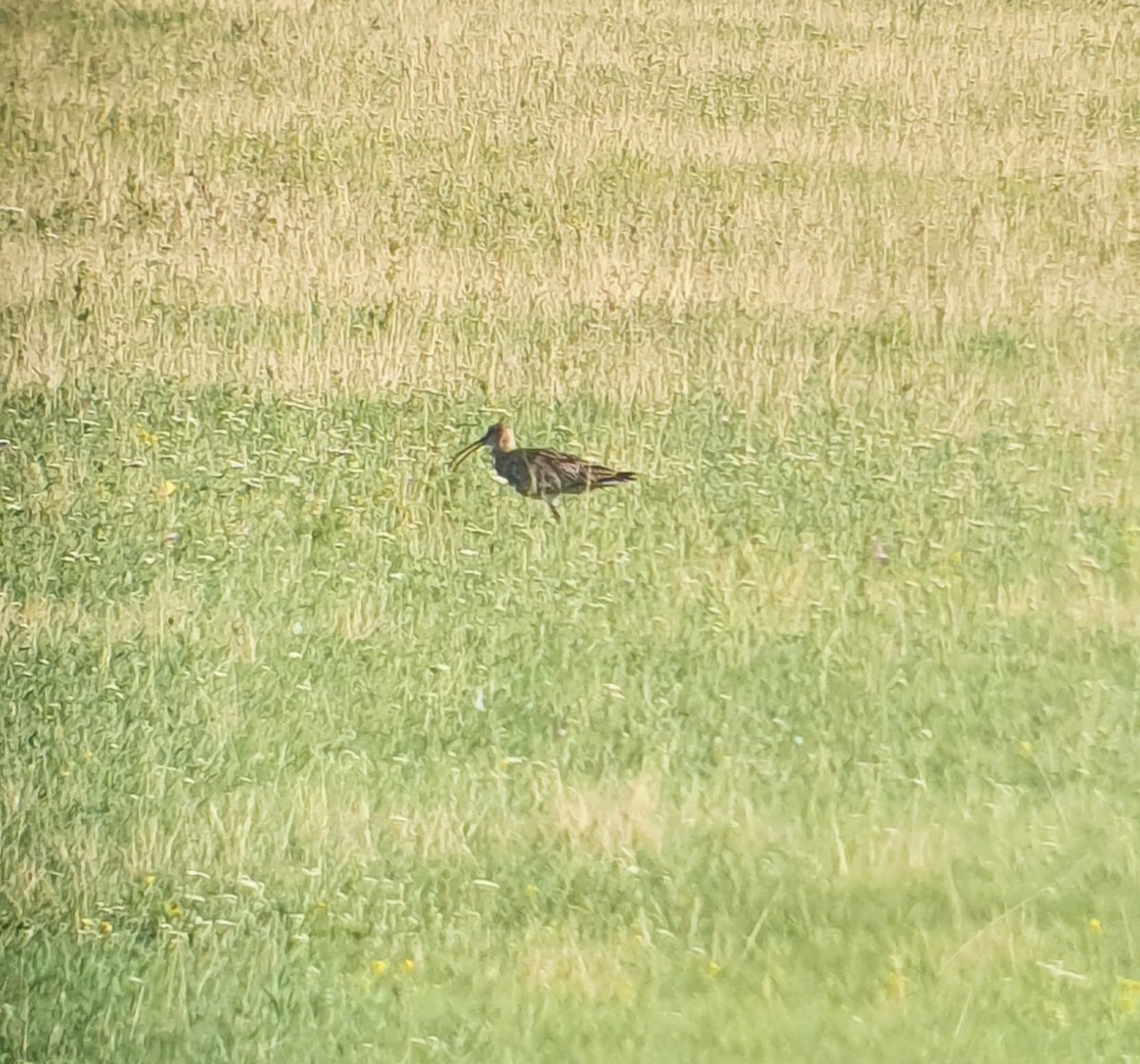 koliha velká - ML639565722