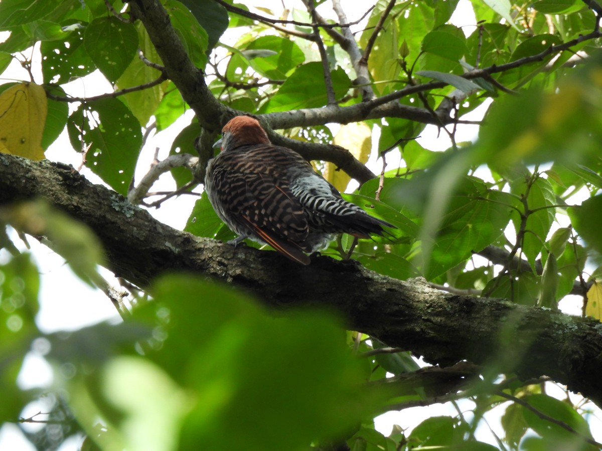 Guatemalan Flicker - ML639565785