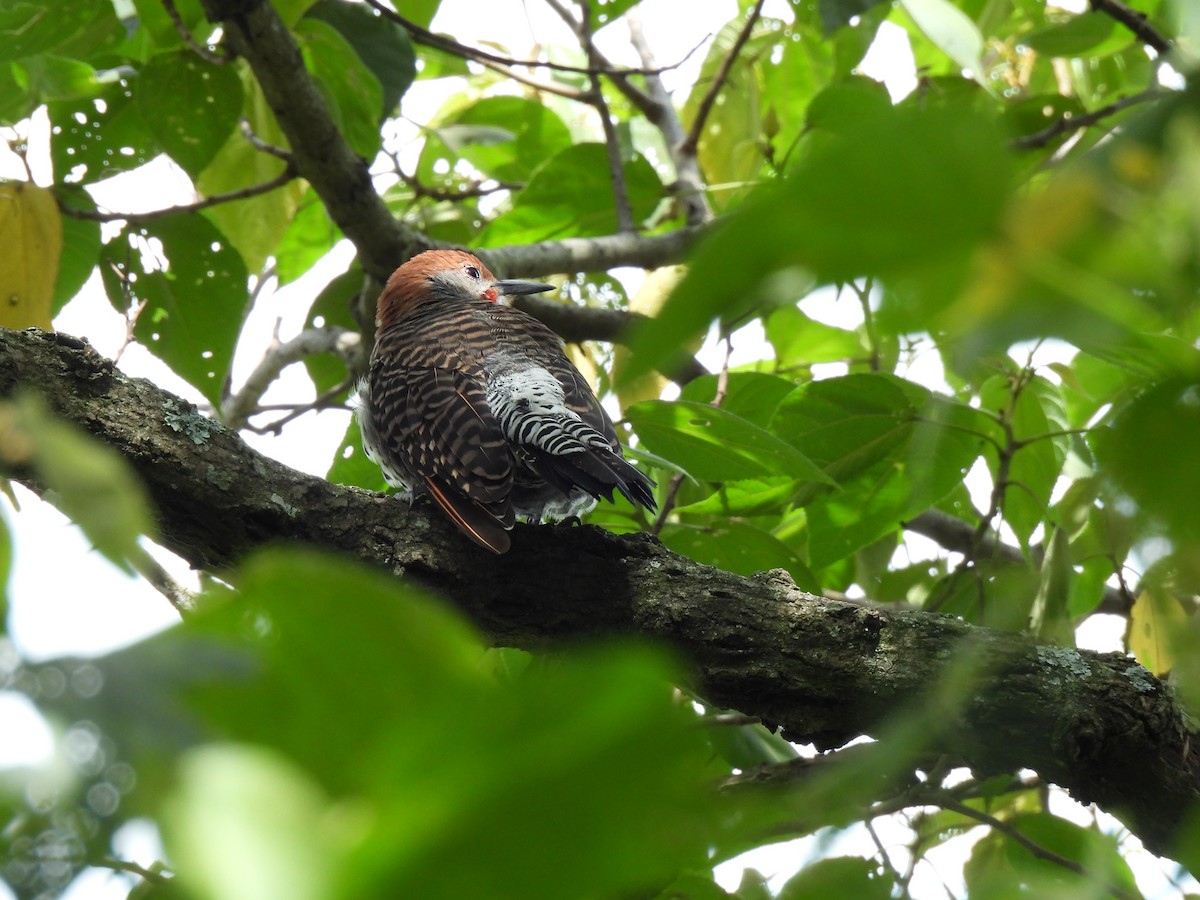 Guatemalan Flicker - ML639565786