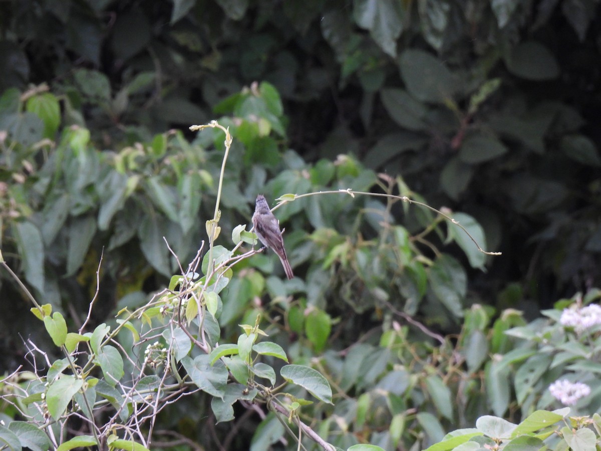 Greater Pewee - ML639565802