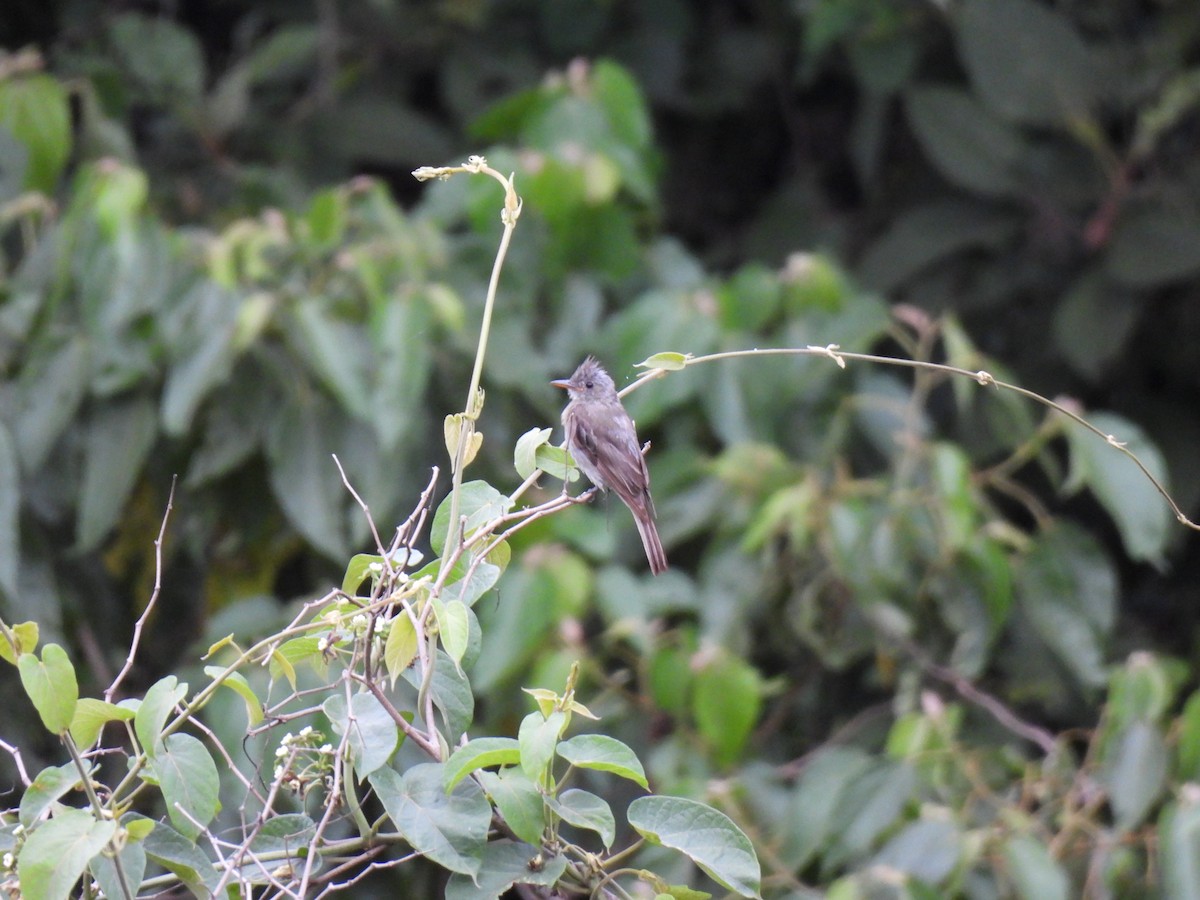 Greater Pewee - ML639565803
