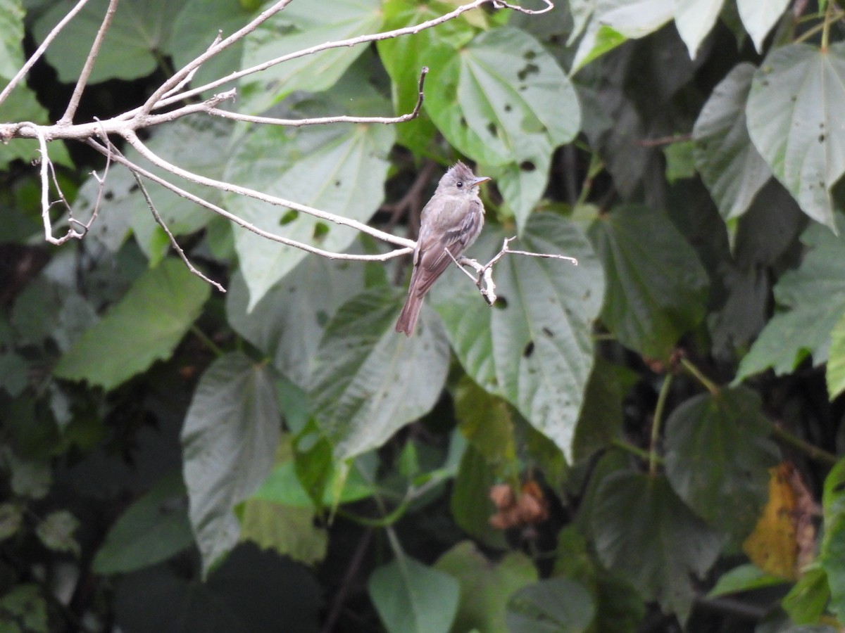 Greater Pewee - ML639565807