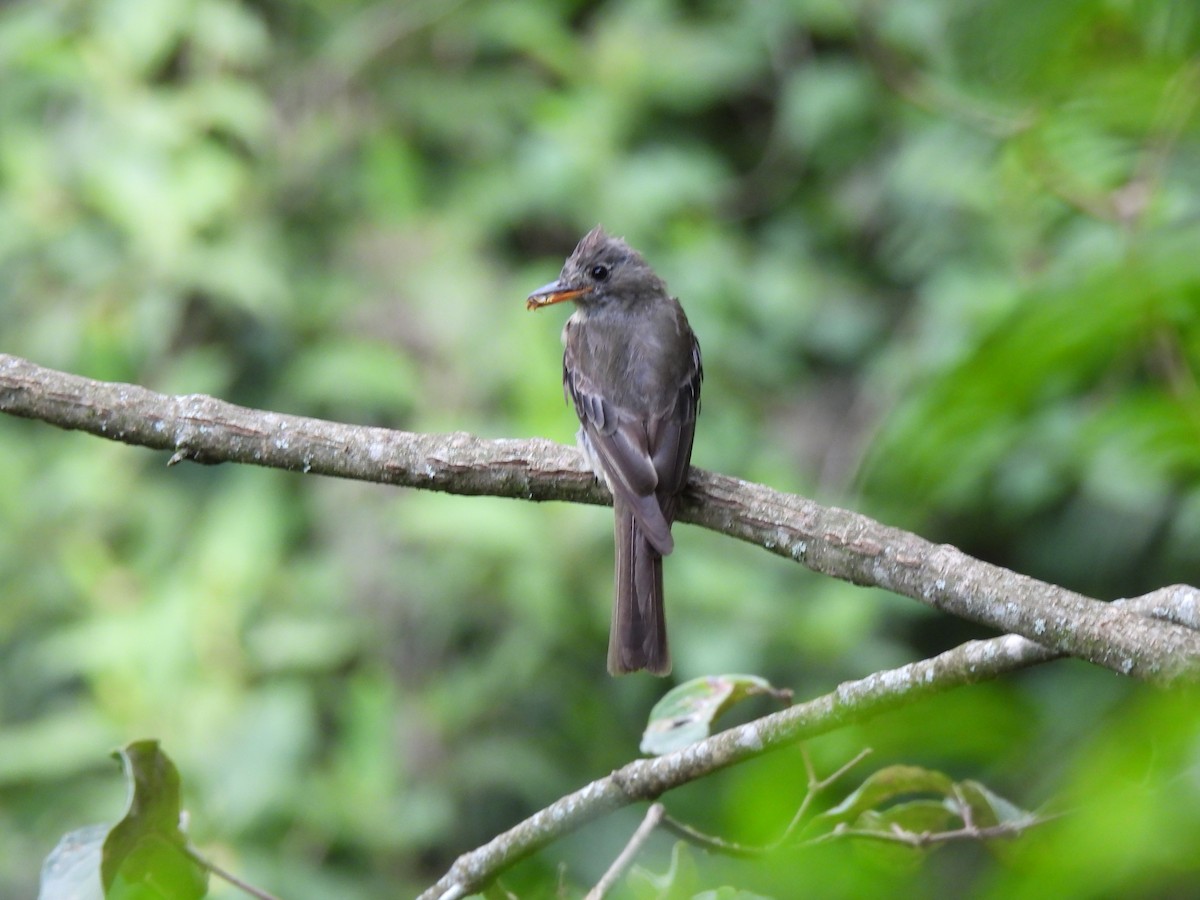 Greater Pewee - ML639565827