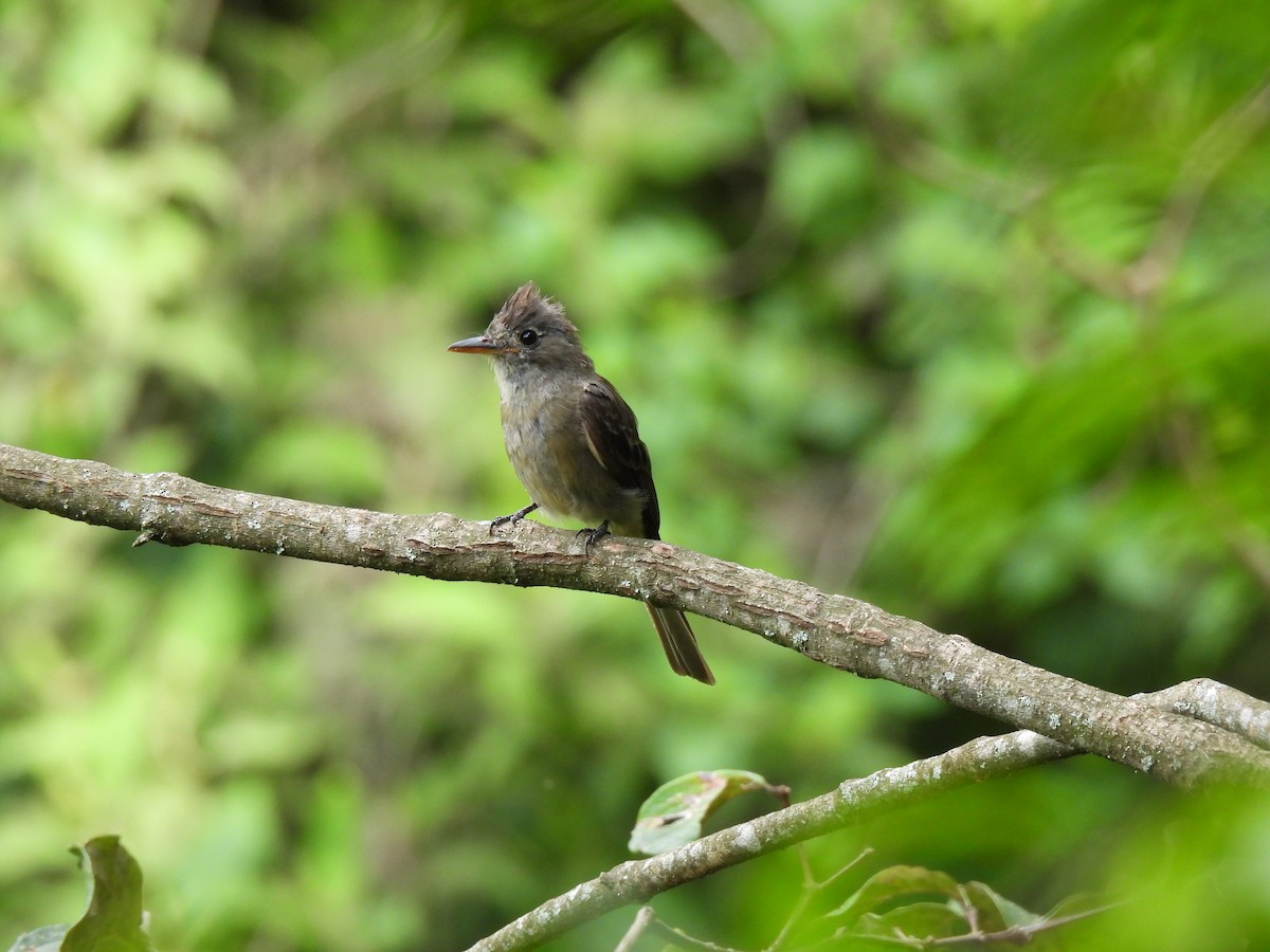 Greater Pewee - ML639565829