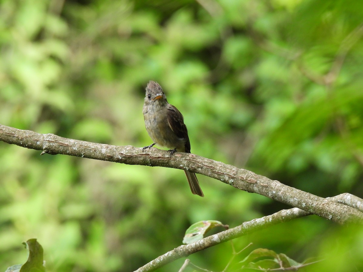 Greater Pewee - ML639565830