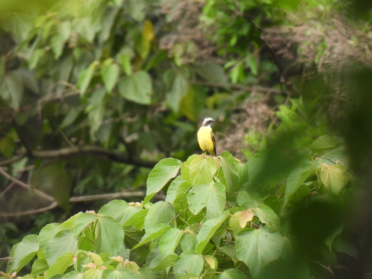 Social Flycatcher - ML639565842